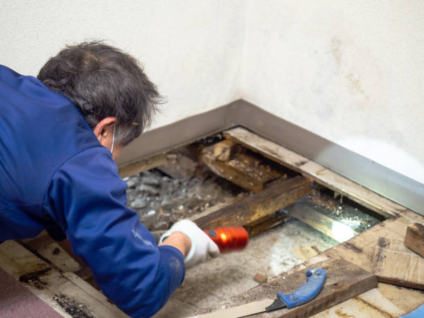 Professional Mold Remediation in East Mountain, TX