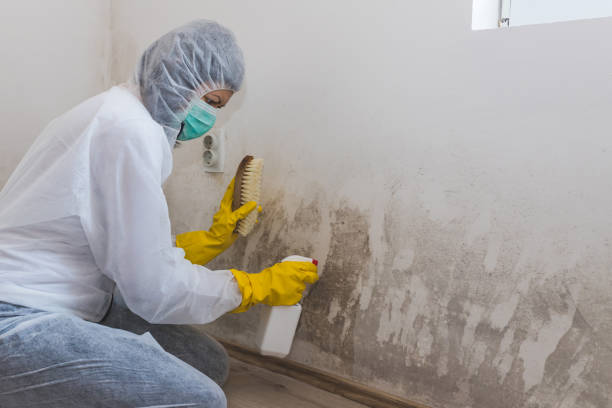 Best DIY Mold Remediation Support Services in East Mountain, TX