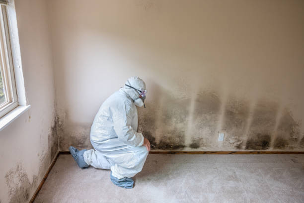 Best Attic Mold Remediation in East Mountain, TX
