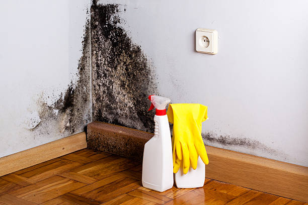 Best Attic Mold Remediation in East Mountain, TX