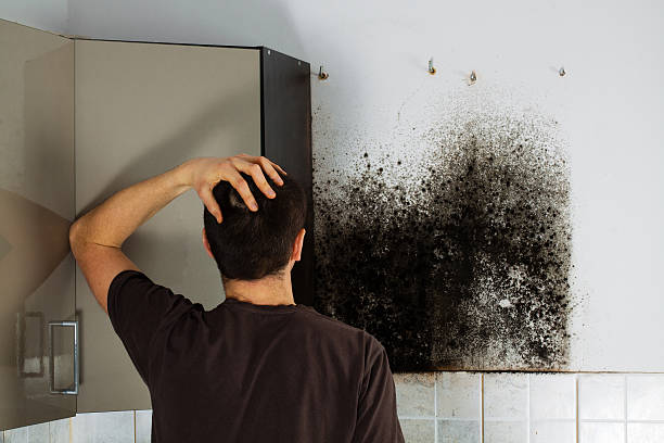 Best HVAC Mold Remediation in East Mountain, TX