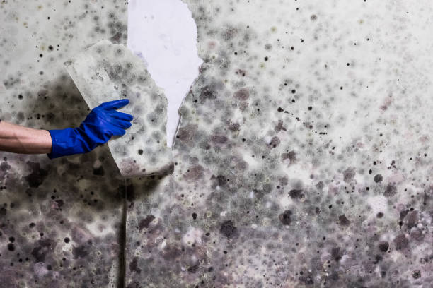 Best Kitchen Mold Remediation in East Mountain, TX