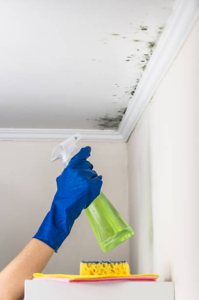 Best Emergency Mold Remediation in East Mountain, TX